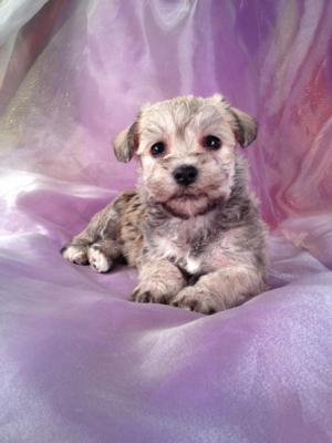 Female Schnoodle Puppy for sale DOB 12-5-13 Ready Feb. 2013 Most schnoodle Breeders in MA,ME,NH,CA,MD,FL,DC,NJ,NC,PA, with Puppies for sale charge double the Purebredpups price for shipping. 